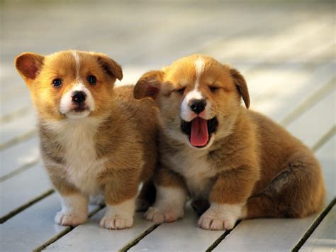 Cute puppies 